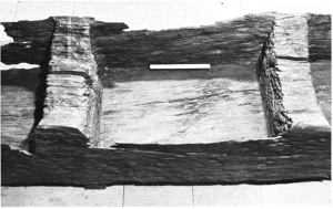 Le caisson central limité par les renforts transversaux de la pirogue de Buthiers-et-Avouay (Haute-Saône)